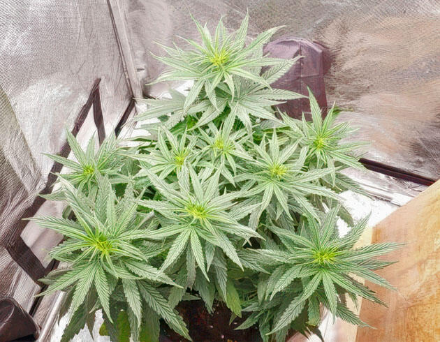 Каннабис в предцвете