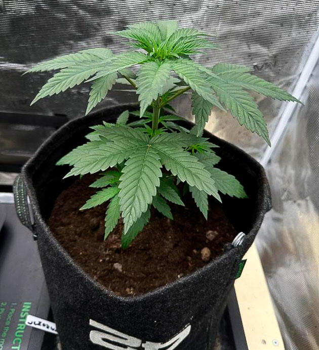 Успешная пересадка и адаптация саженцев Конопля на 3 неделе роста