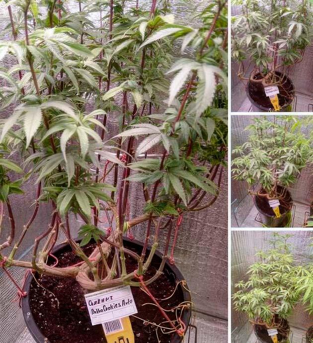 Марихуана на 6 неделе роста