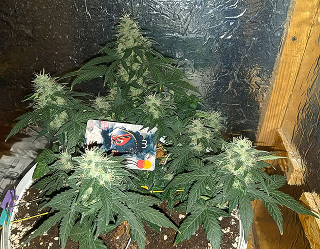 Оранжевый цвет на 7 неделе выращивания