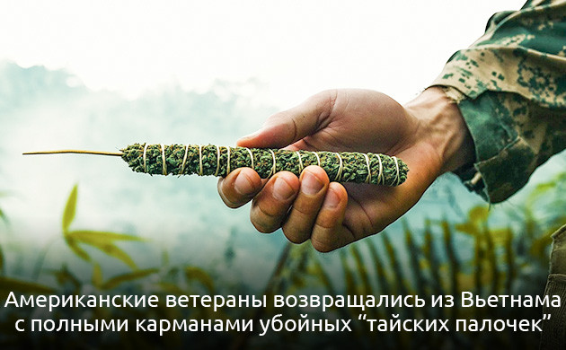 Происхождение и особенности thai ландрейсов