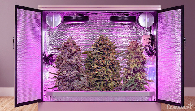 Сорта конопли для гроубокса