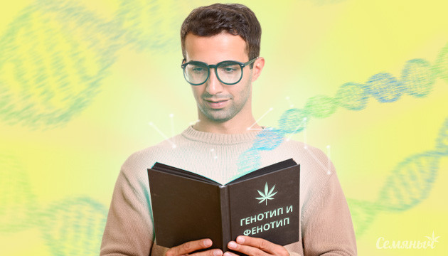 Генотип и фенотип конопли