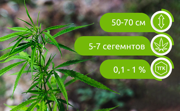 Основные характеристики дикой конопли