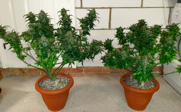 Сбор урожая