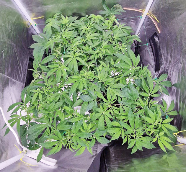 Переход к цветению Poddy Mouth