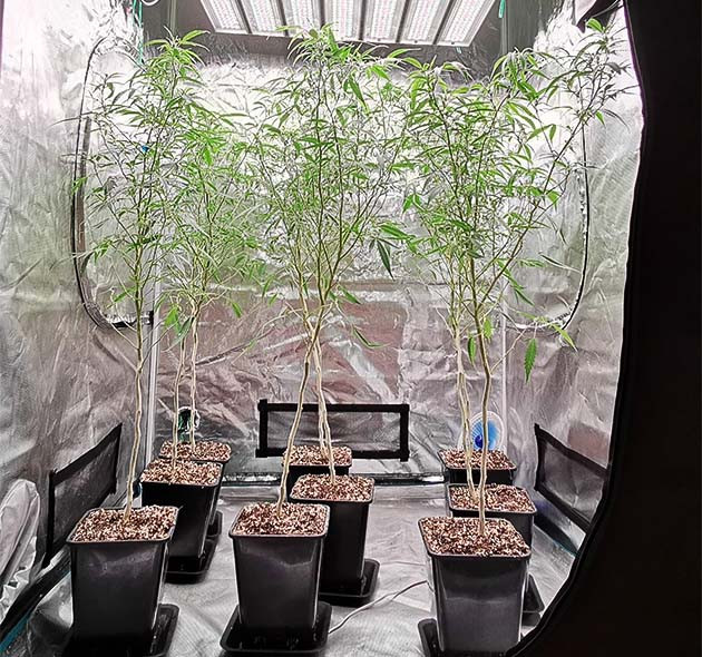 Девять высоки кустов высотой 110 см