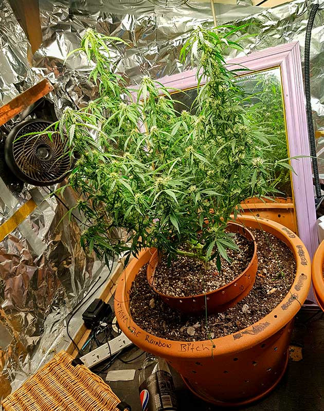 Zkittlez Auto на цветении