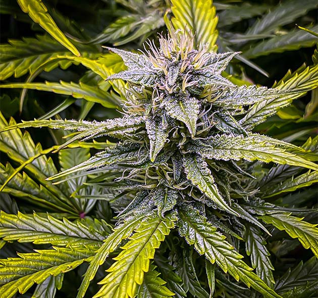 Окрашивание шишки и листьев в фиолетовый цвет