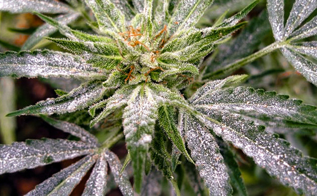 Белый налет на всей поверхности куста