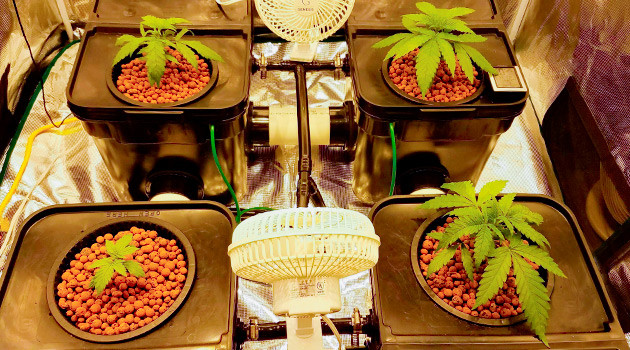 Проращивание семян