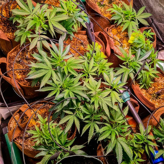 Green Crack 2.0: отбор лучших растений