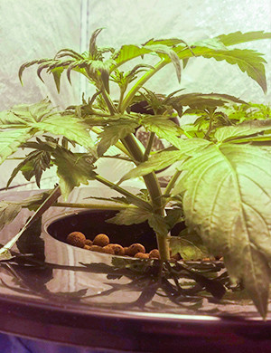 Пять этажей листьев на кусте