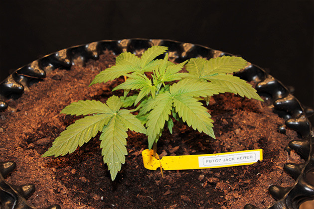 Восстановленный куст Original Jack Herer