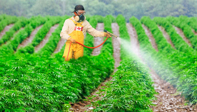 Нелегальный каннабис в Канаде или высокий уровень пестицидов