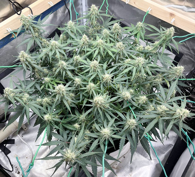 Коррекция питания для Titan F1 Auto