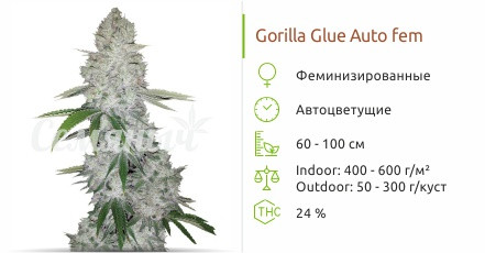 Gorilla Glue Auto от FastBuds