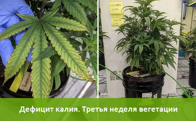 Исследования недостатка калия в марихуане