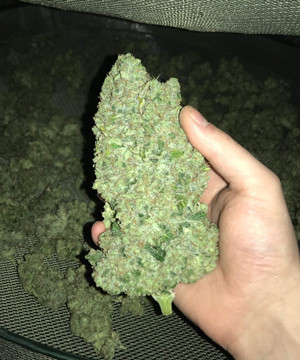 Шишка сорта LSD