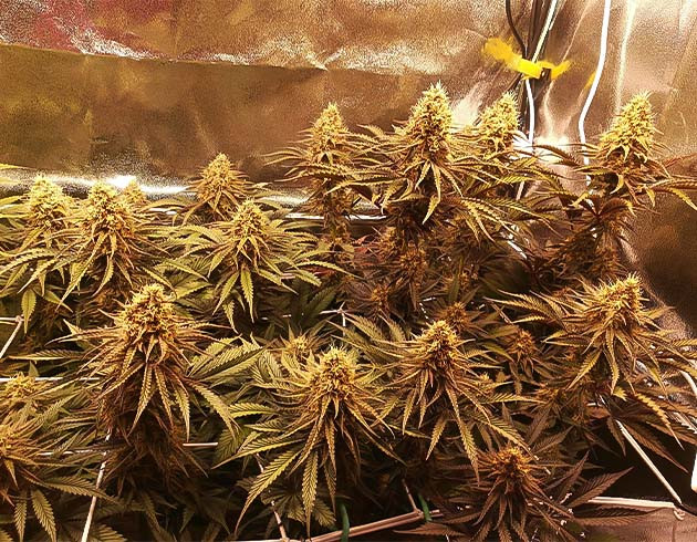 Крупные соцветия с белыми волосками