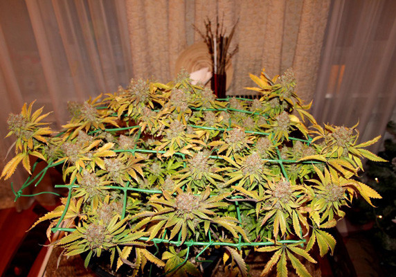 Jack Herer fem перед харвестом