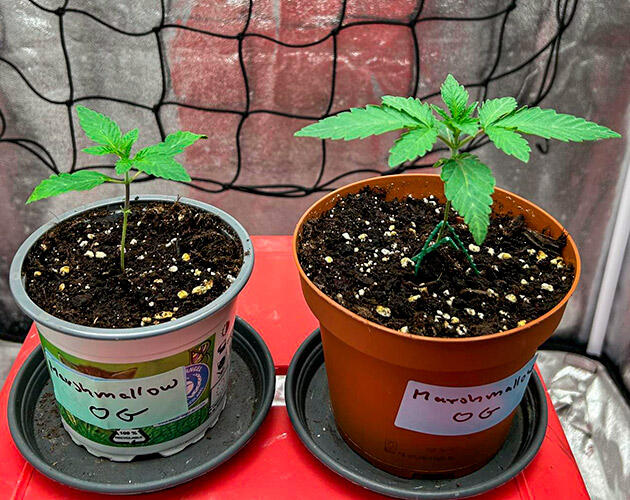 Ростки каннабиса на второй неделе вегетации под LED лампой