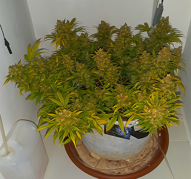 Куст Gorilla Auto перед урожаем