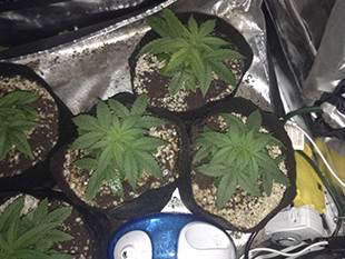 Кусты марихуаны Gorilla Auto на 3 неделе выращивания