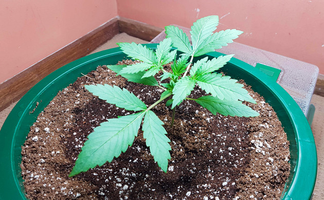 Стадия вегетации конопли