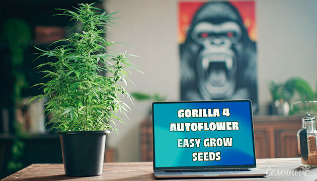 Выращивание сорта марихуаны Gorilla 4 Autoflower от Easy Grow Seeds Гроурепорт сорта Gorilla 4 Autoflower от Easy Grow Seeds