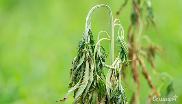 Фузариум на конопле