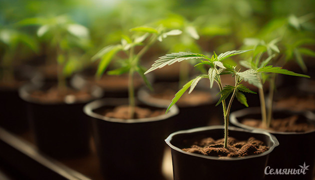 Выбор черенков для клонирования