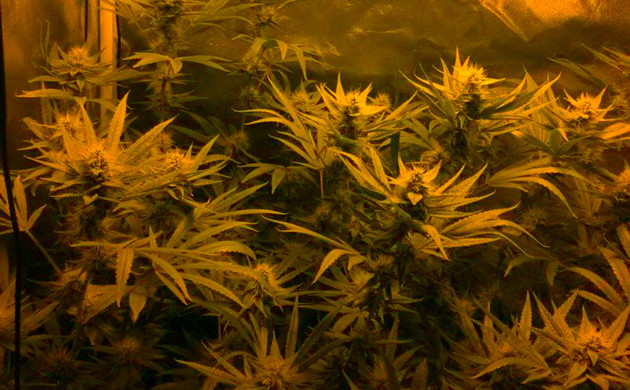 Цветущий куст Eleven Roses