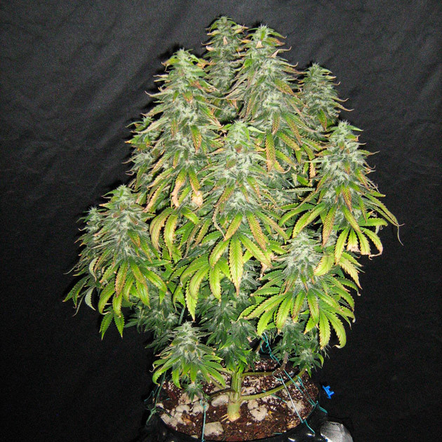 Куст с большими шишками