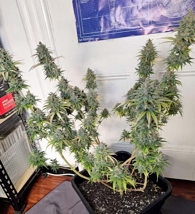 Куст Apple Betty от Herbies Seeds ростом 61 см