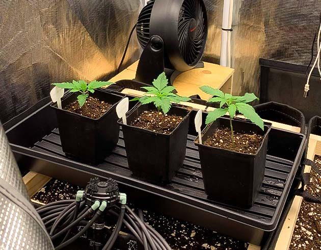 Росток Gorilla Glue #4 от Blimburn Seeds на 2 неделе