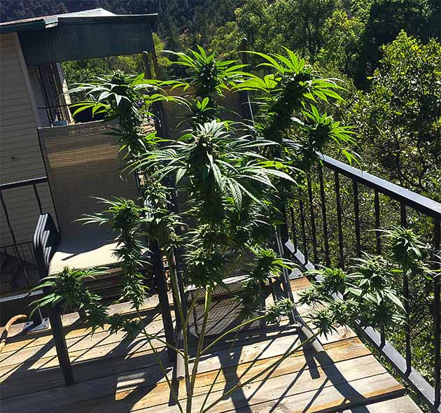 Прогресс Blueberry X: цветение и набор массы