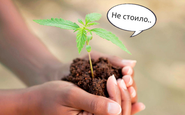 Нельзя пересаживать коноплю при жаре