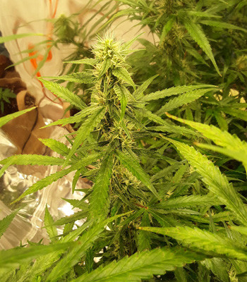 Соцветие Auto New York City