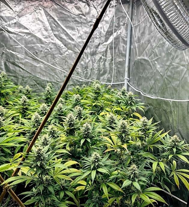 Конопля на цветении при регулярном поливе