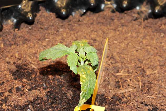 Листья кустика после ожога