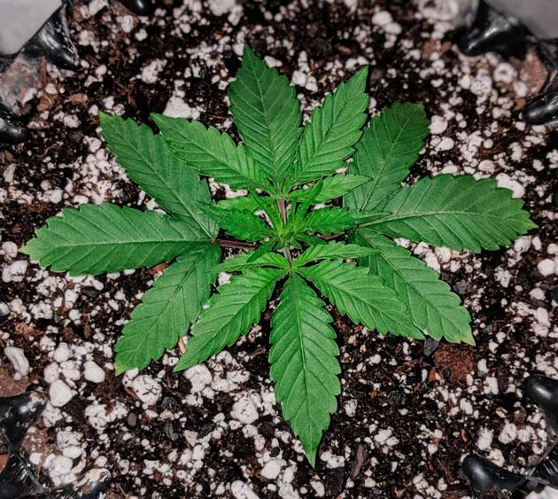 Растишка Sapphire OG на 3 неделе выращивания