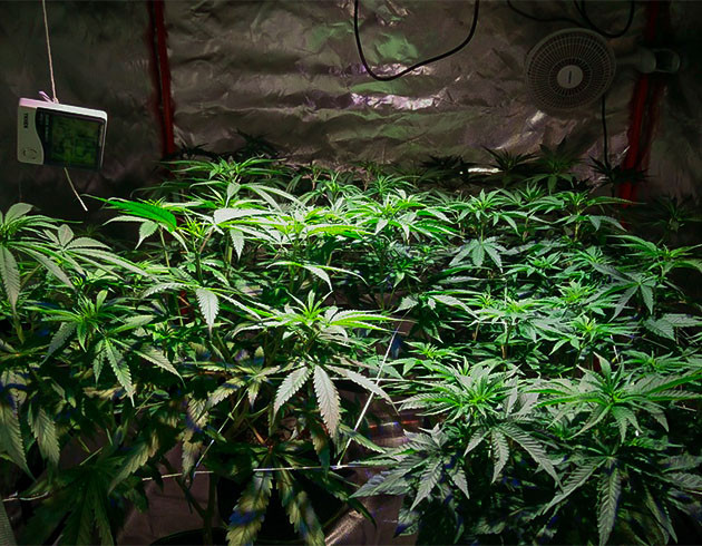 Тренировка растения Wedding Gelato