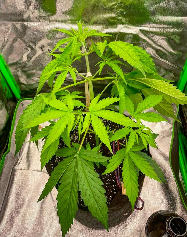 4 неделя выращивания каннабиса