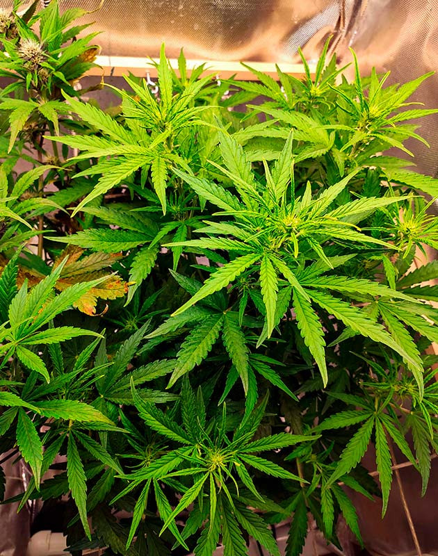 Куст Auto Chocolate Skunk на начале цветения