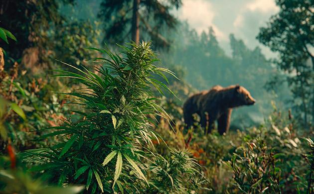 Сибирский рудералис