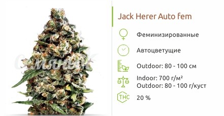 Jack Herer Auto fem от Green House Seeds