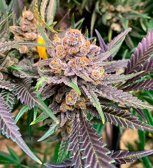 Куст Gorilla Glue #4 на последней неделе выращивания