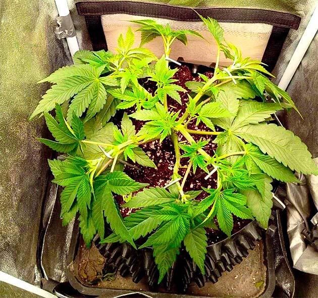 Куст Motor Breath от 7CH American на стадии вегетации