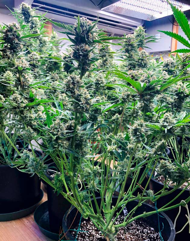 Цветение куста Gelato Auto